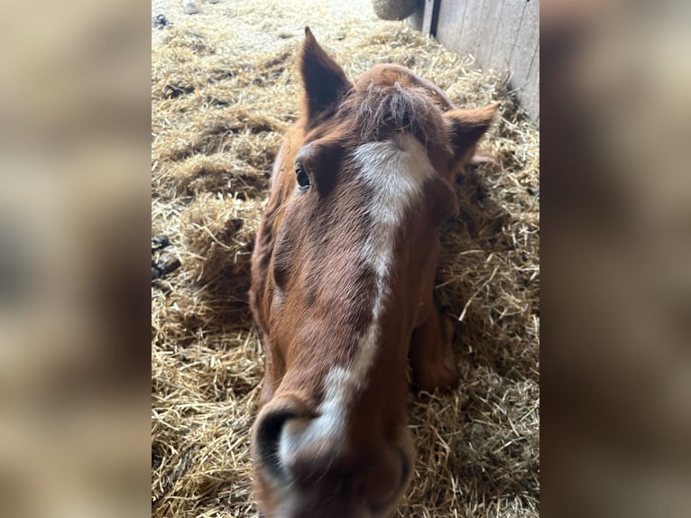 Hucul Mix Gelding 11 years 15 hh Chestnut-Red in Icking