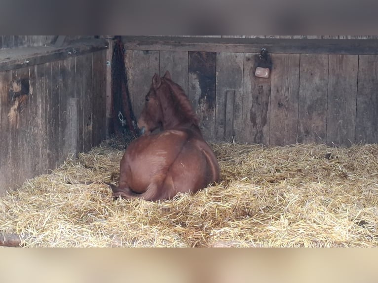 Hucul Mix Gelding 11 years 15 hh Chestnut-Red in Icking