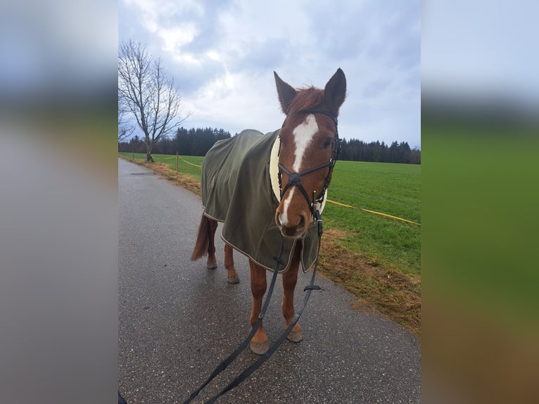 Hucul Mix Gelding 11 years 15 hh Chestnut-Red in Icking