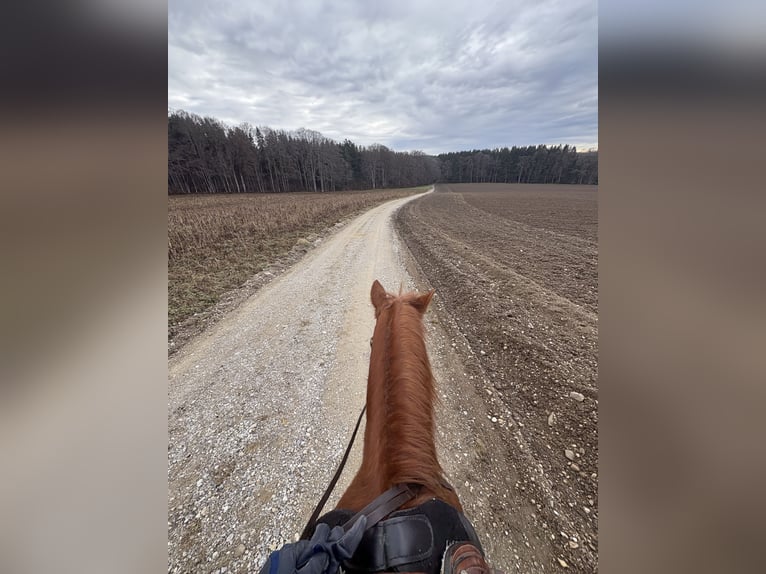 Hucul Mix Gelding 11 years 15 hh Chestnut-Red in Icking