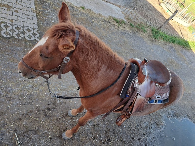 Hucul Mix Gelding 11 years 15 hh Chestnut-Red in Icking