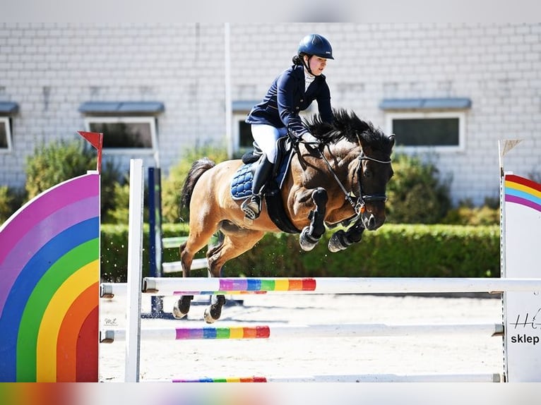 Hucul Gelding 12 years 13,1 hh Bay-Dark in Gdańsk