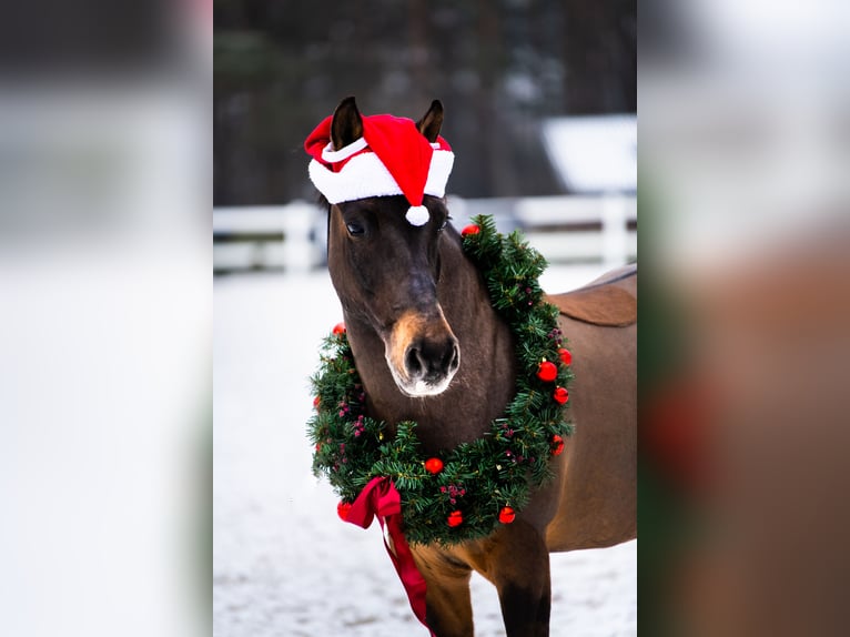 Hucul Gelding 12 years 13,1 hh Bay-Dark in Gdańsk