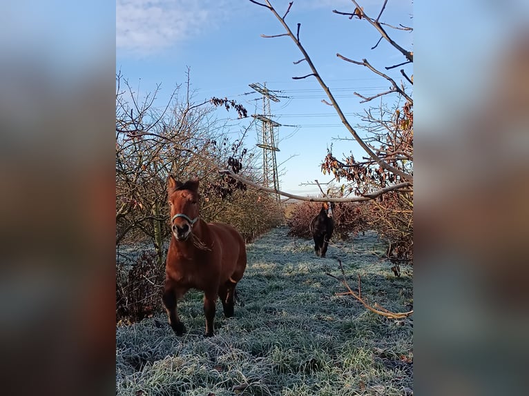 Hucul Gelding 12 years 13.2 hh Brown-Light in Mundelsheim