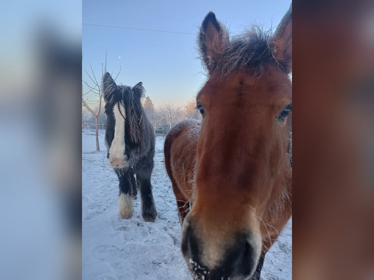 Hucul Gelding 12 years 13.2 hh Brown-Light in Mundelsheim
