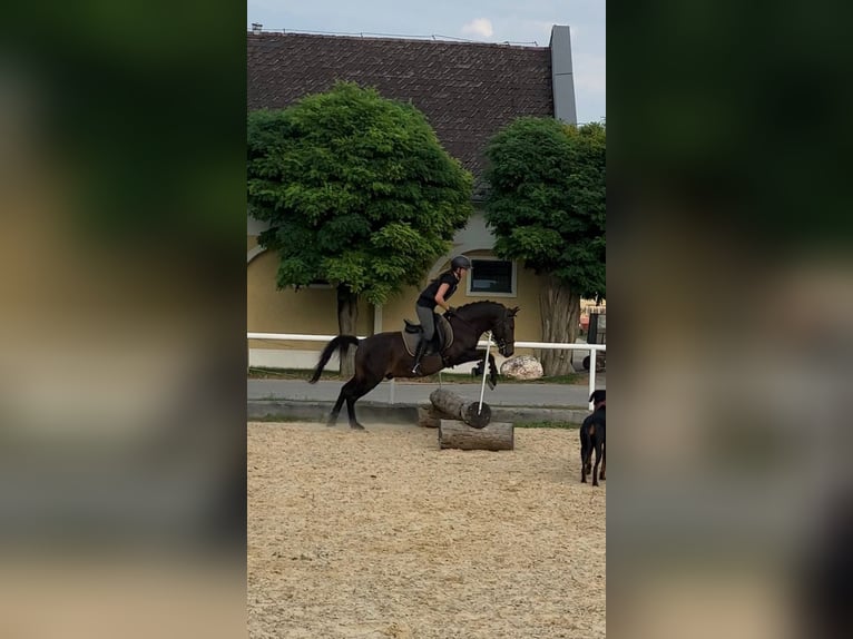 Hucul Gelding 12 years 13,2 hh Bay-Dark in Steinerkirchen