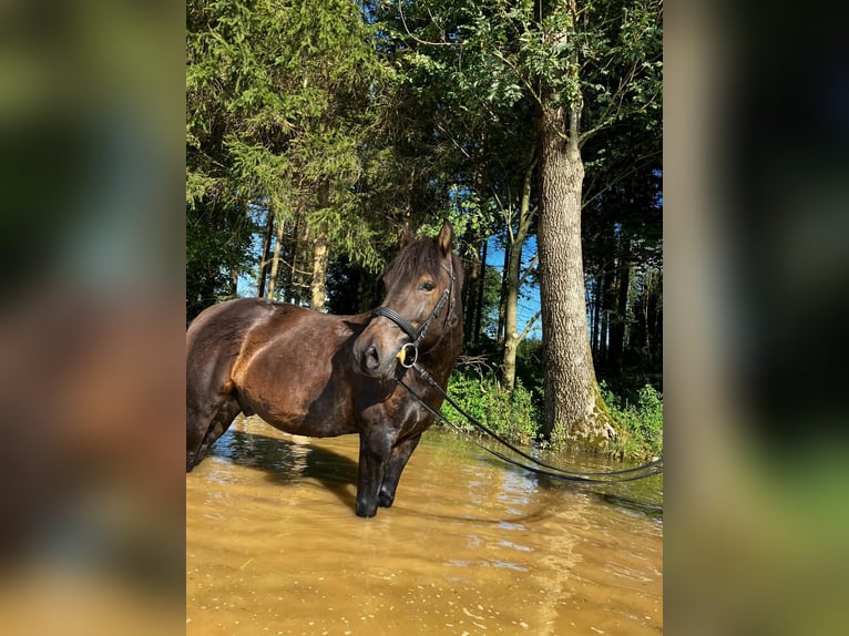 Hucul Gelding 12 years 13,2 hh Bay-Dark in Steinerkirchen