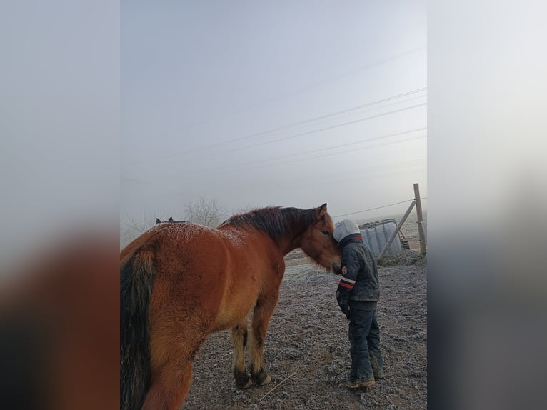 Hucul Gelding 12 years 13,2 hh Brown-Light in Mundelsheim