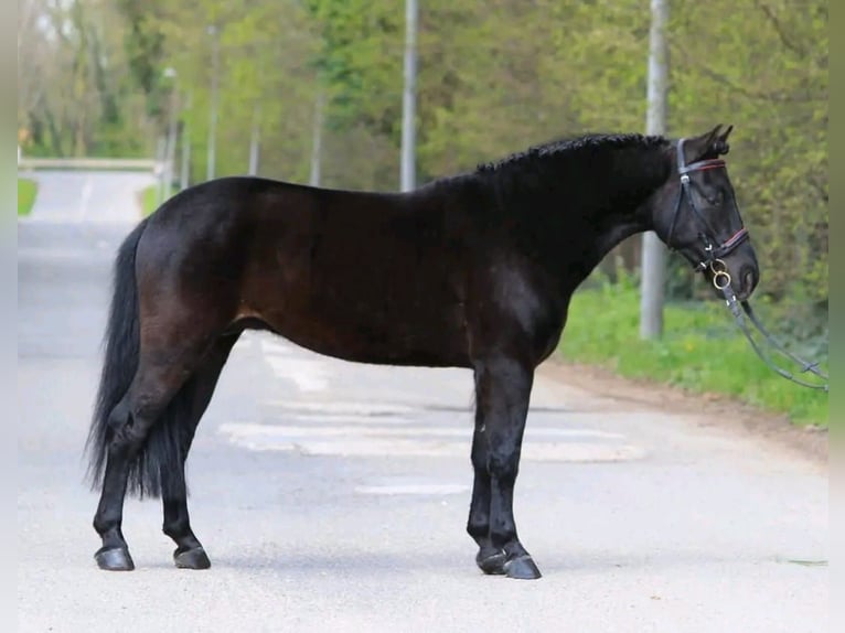 Hucul Gelding 12 years 14,1 hh Black in Szegvár