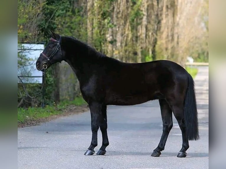 Hucul Gelding 12 years 14,1 hh Black in Szegvár