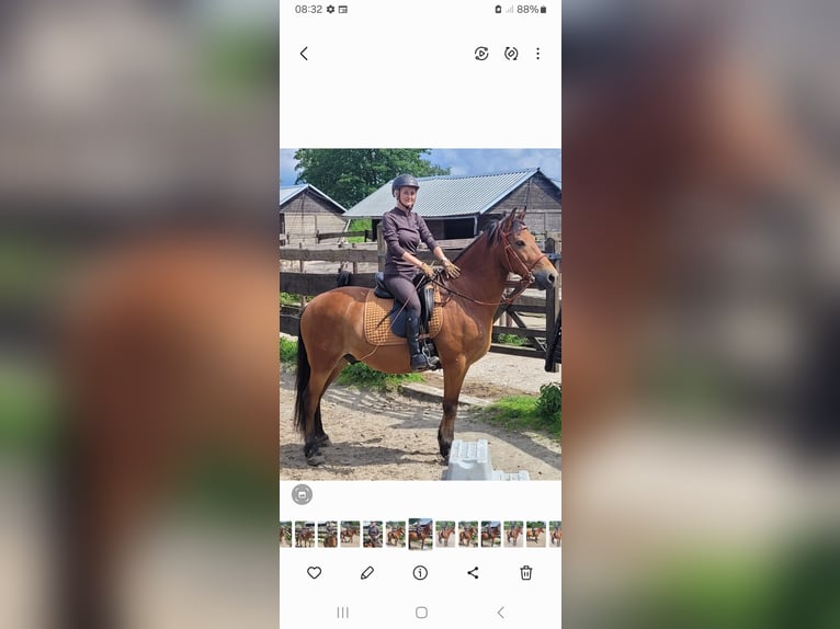 Hucul Mix Gelding 12 years 14.1 hh Brown in Velbert