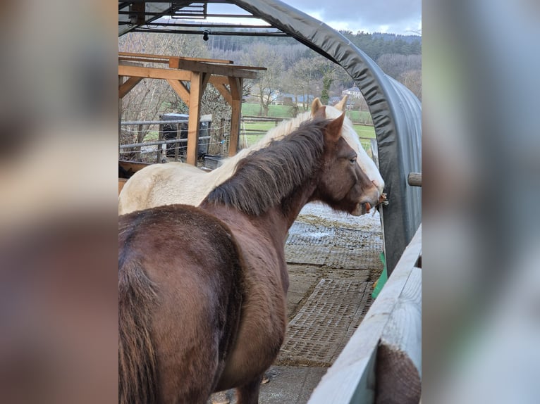 Hucul Gelding 12 years 14.2 hh Chestnut in Hauset