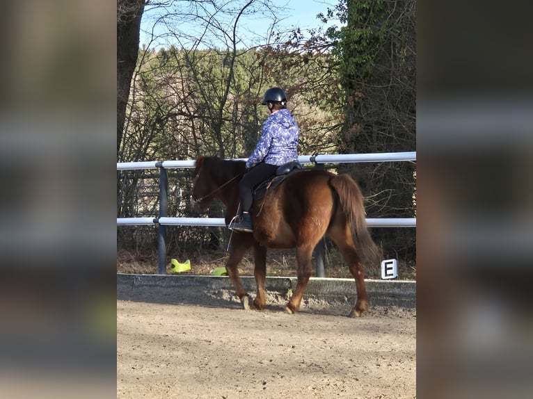 Hucul Gelding 12 years 14.2 hh Chestnut in Hauset