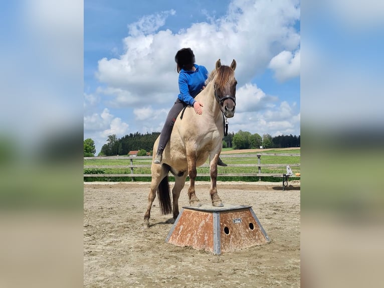 Hucul Gelding 12 years 14 hh in UnterneukircheN