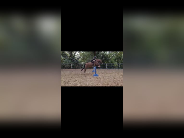 Hucul Gelding 12 years 14,2 hh Brown in Brunn am Gebirge