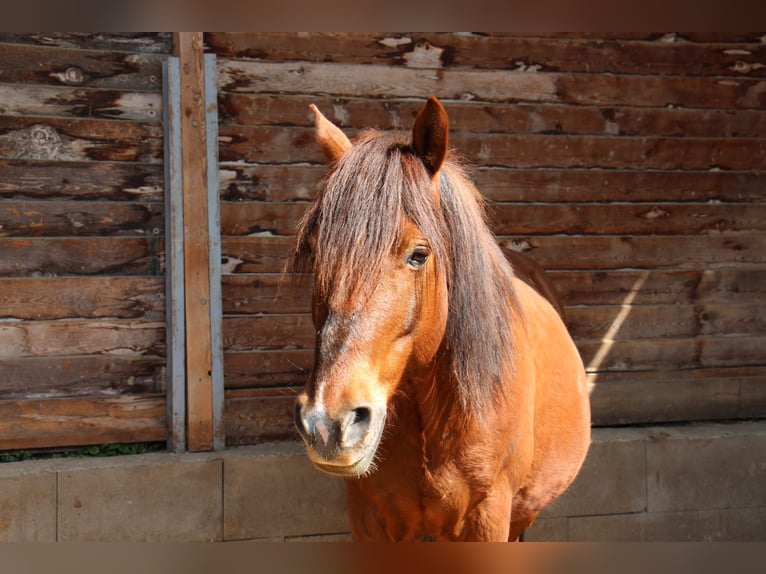 Hucul Gelding 12 years 14,2 hh Brown in Brunn am Gebirge
