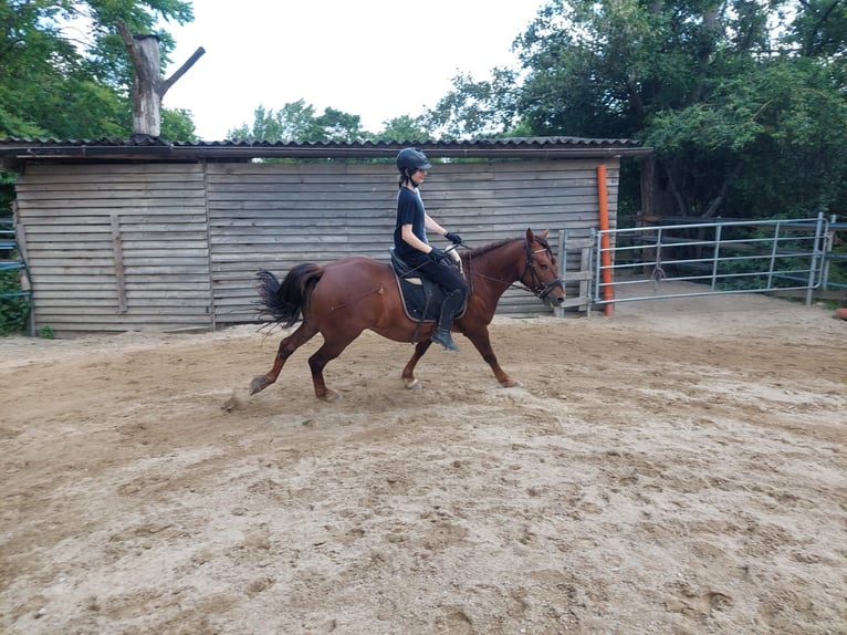 Hucul Gelding 12 years 14,2 hh Brown in Brunn am Gebirge