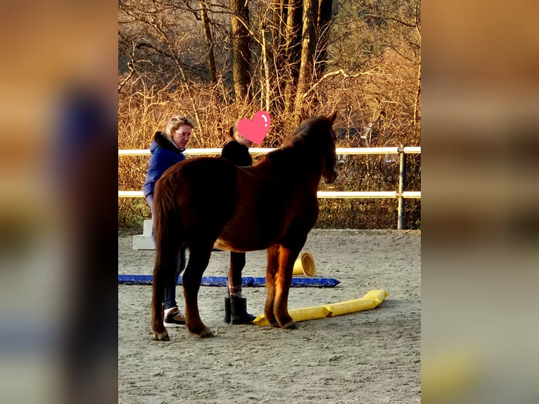 Hucul Gelding 12 years 14,2 hh Chestnut in Hauset