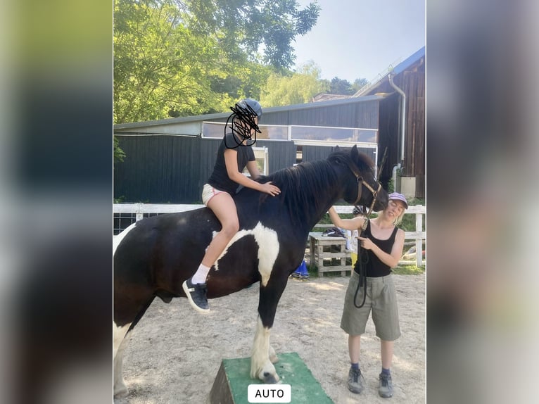 Hucul Mix Gelding 13 years 13,1 hh Pinto in Weidling