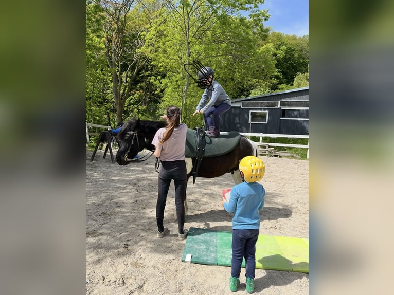 Hucul Mix Gelding 13 years 13,1 hh Pinto in Weidling