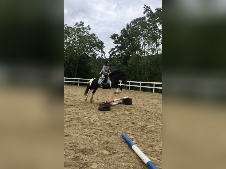 Hucul Mix Gelding 13 years 13,1 hh Pinto in Weidling