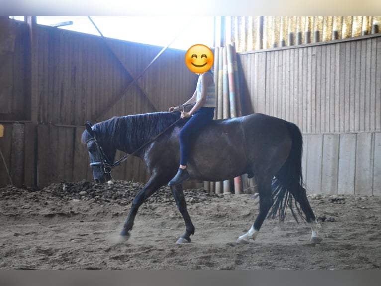 Hucul Gelding 13 years 14,1 hh Black in Graz,06.Bez.:Jakomini