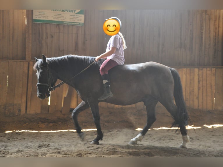 Hucul Gelding 13 years 14,1 hh Black in Graz,06.Bez.:Jakomini