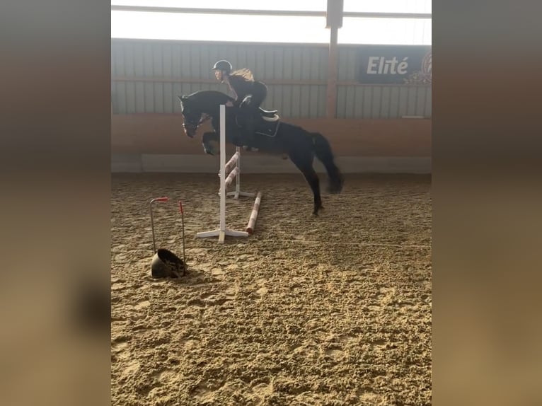 Hucul Gelding 13 years 14,1 hh Brown in St.Pölten