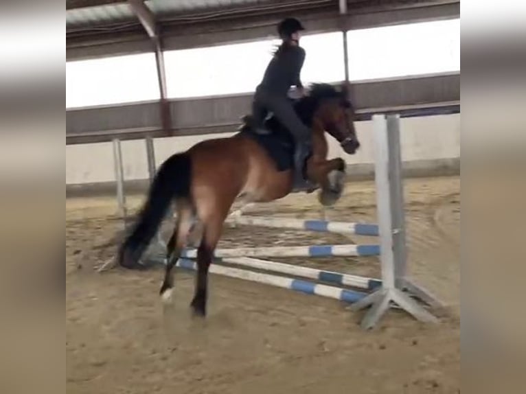 Hucul Mix Gelding 13 years 14,2 hh Brown in Wien, Donaustadt