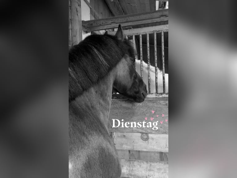 Hucul Gelding 14 years 13.2 hh Pinto in Furth im Wald