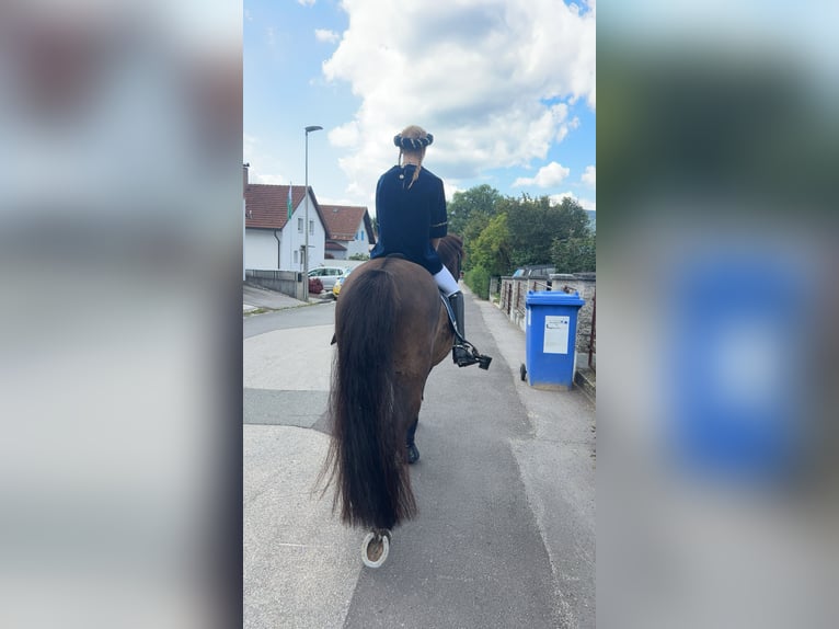 Hucul Gelding 14 years 13.2 hh Pinto in Furth im Wald