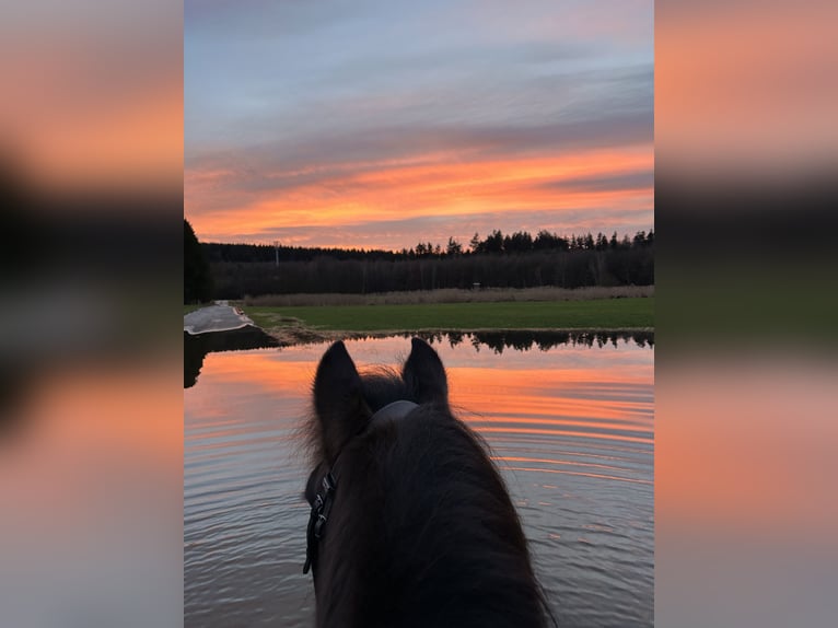 Hucul Gelding 14 years 13.2 hh Pinto in Furth im Wald