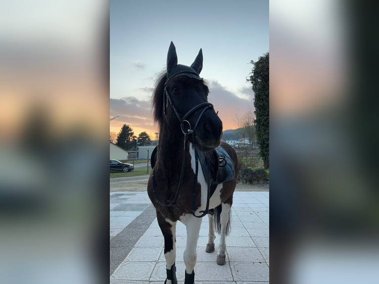 Hucul Gelding 14 years 13.2 hh Pinto in Furth im Wald