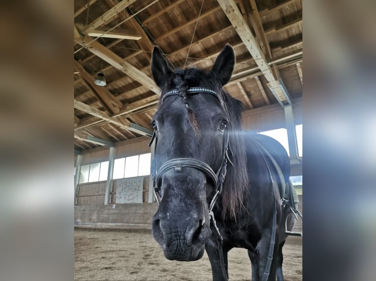 Hucul Gelding 14 years 13.3 hh Black in Kitzbühel