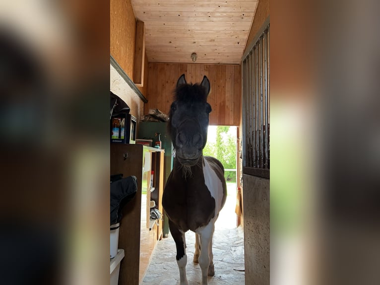 Hucul Gelding 14 years 13,2 hh Pinto in Furth im Wald