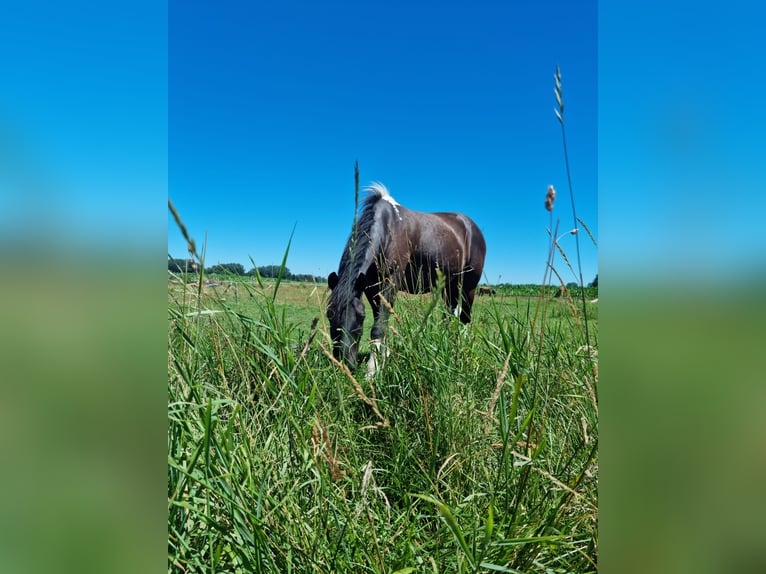 Hucul Gelding 14 years 14,2 hh Pinto in Moosining