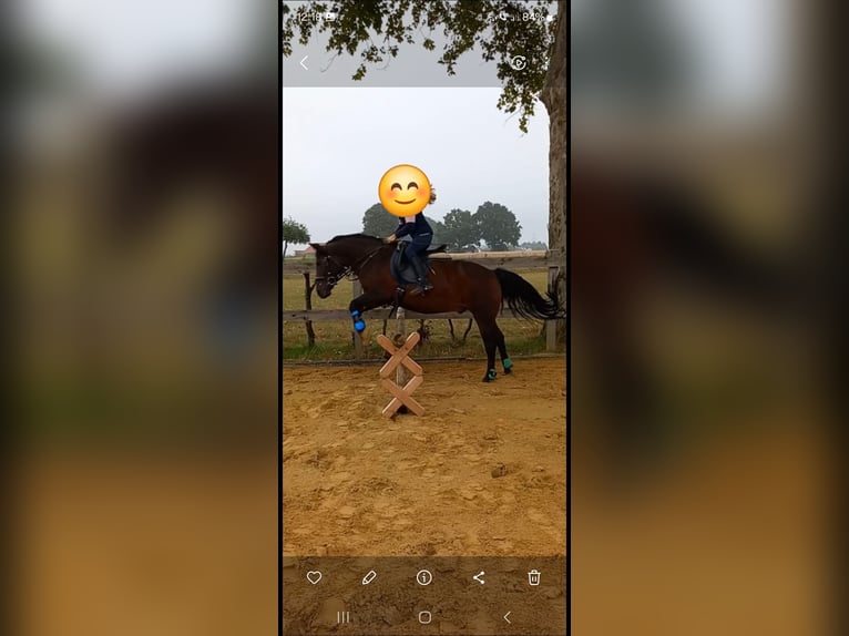 Hucul Gelding 15 years 12,2 hh Bay-Dark in Werl