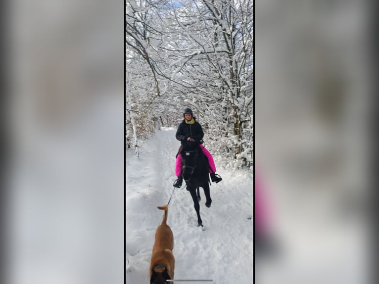 Hucul Gelding 15 years 14,1 hh Black in Iserlohn Hucul Gelding 15 years 14,1 hh Black in Iserlohn