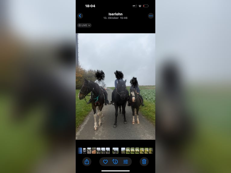 Hucul Gelding 15 years 14,1 hh Black in Iserlohn Hucul Gelding 15 years 14,1 hh Black in Iserlohn