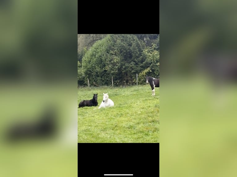 Hucul Gelding 15 years 14,1 hh Black in Iserlohn Hucul Gelding 15 years 14,1 hh Black in Iserlohn