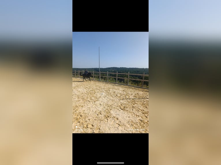 Hucul Gelding 15 years 14,1 hh Black in Iserlohn Hucul Gelding 15 years 14,1 hh Black in Iserlohn