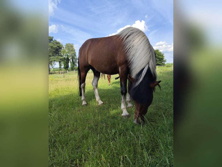 Hucul Gelding 16 years 13,2 hh Pinto in Gnarrenburg