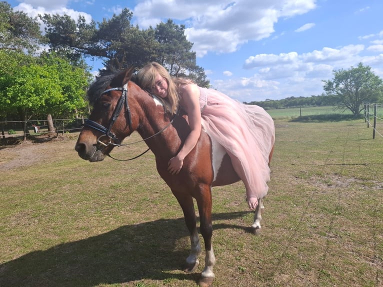 Hucul Gelding 16 years 13,2 hh Pinto in Gnarrenburg
