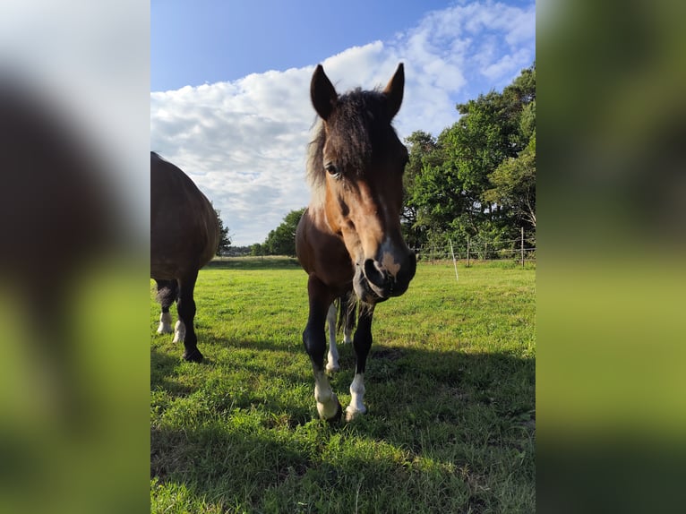 Hucul Gelding 16 years 13,2 hh Pinto in Gnarrenburg