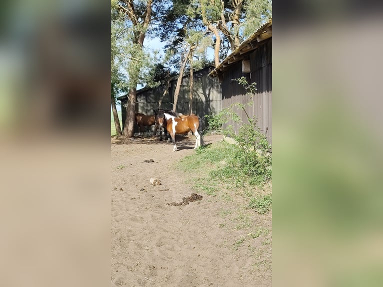 Hucul Gelding 16 years 13,2 hh Pinto in Gnarrenburg