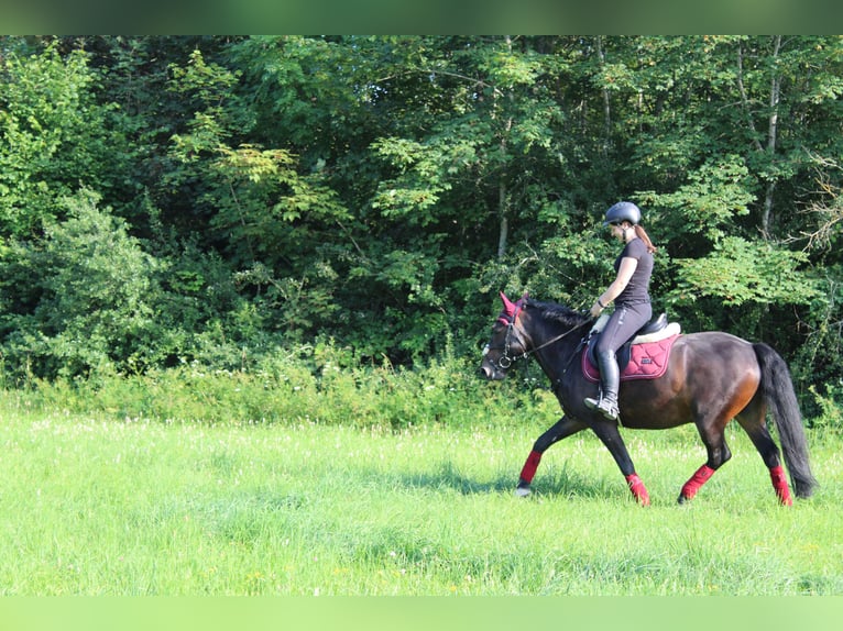Hucul Gelding 16 years 14.1 hh Bay-Dark in Altensteig