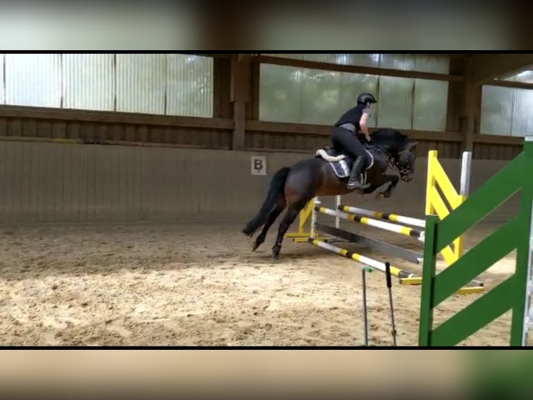 Hucul Gelding 16 years 14.1 hh Bay-Dark in Altensteig