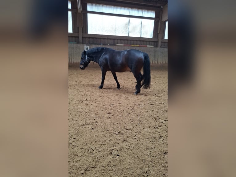 Hucul Gelding 16 years 14.1 hh Bay-Dark in Altensteig