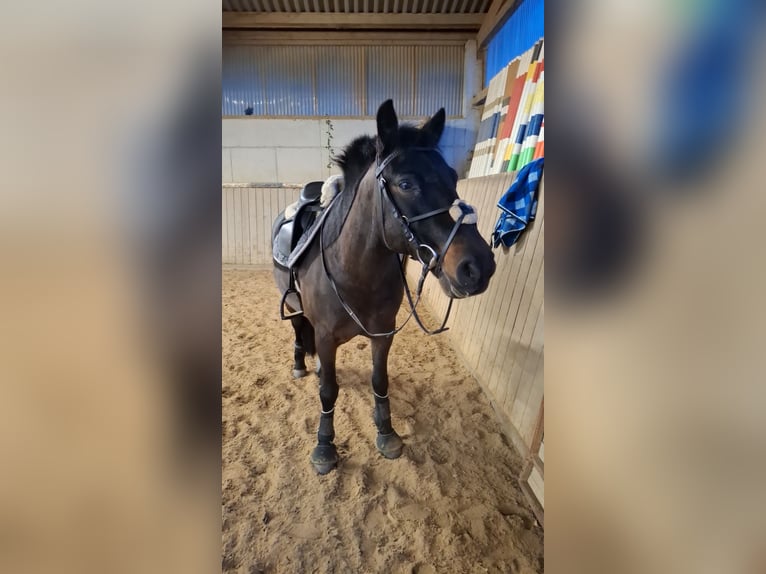 Hucul Gelding 16 years 14.1 hh Bay-Dark in Altensteig
