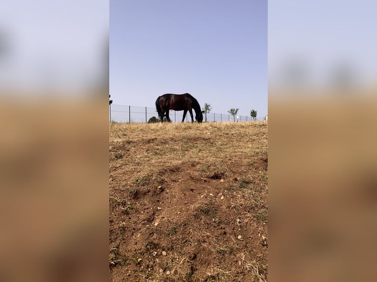 Hucul Gelding 16 years 14.1 hh Bay-Dark in Altensteig